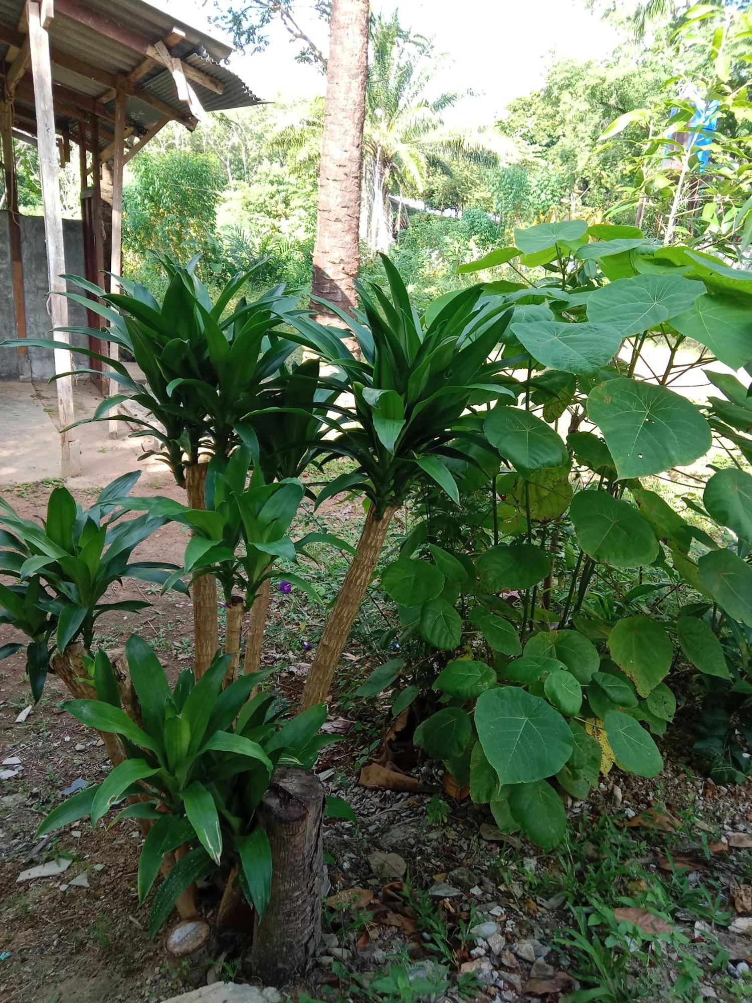 Hotel Som Palm Garden Ko Lanta Exterior foto
